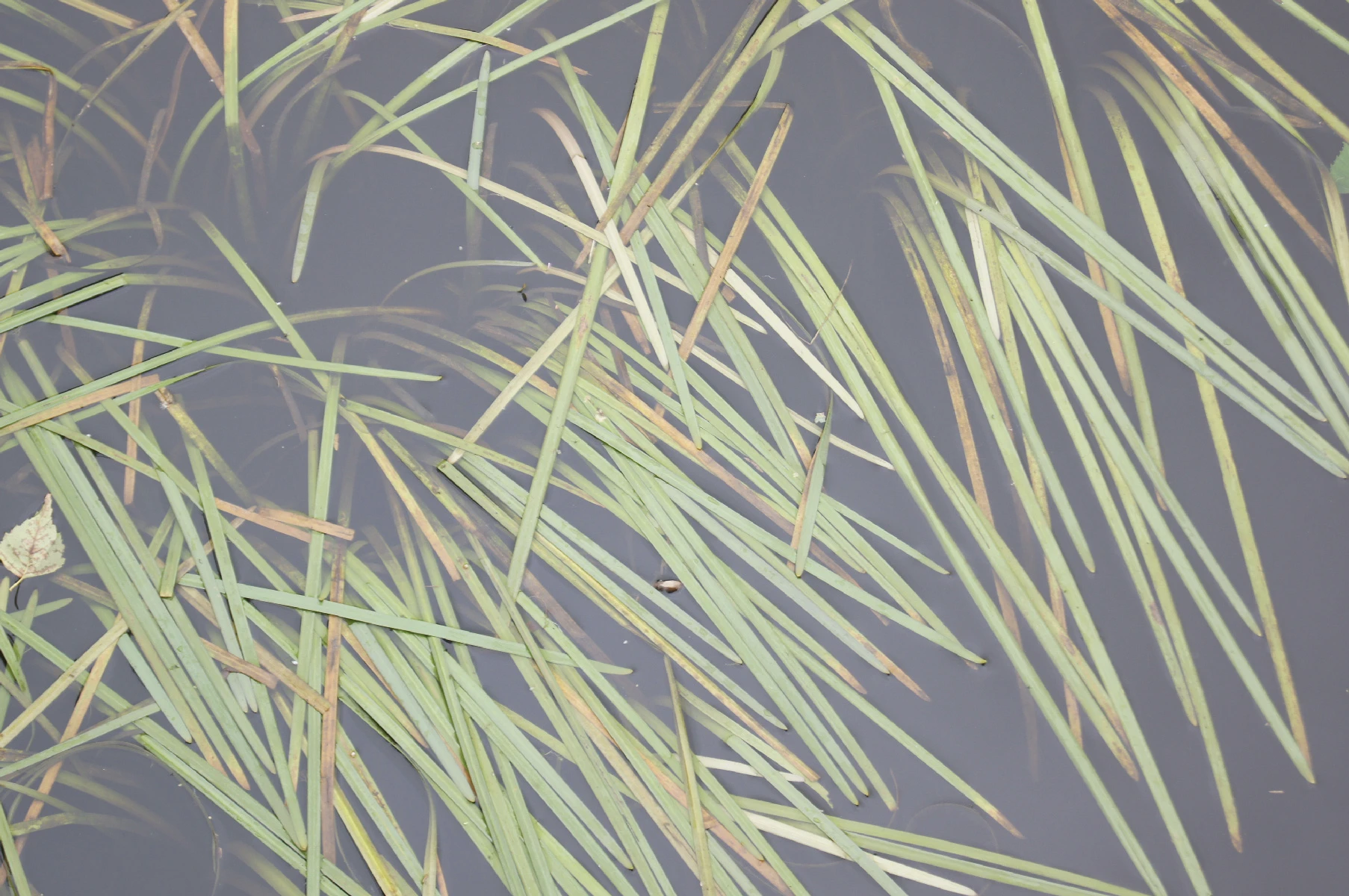 Photo of grass in the water. Or like a plant type thing.